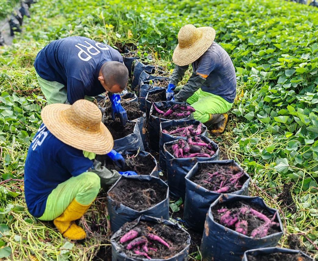 TATAN farm management team preparing agricultural work