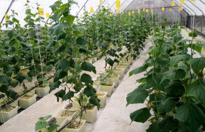 Fertigation growing system with protected crops
