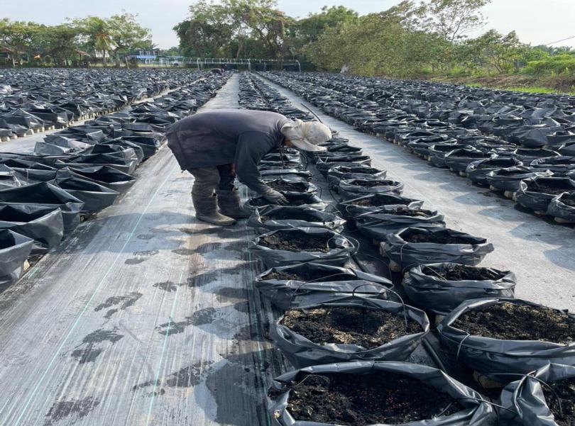 Ginger polybag fertigation rows with drip lines