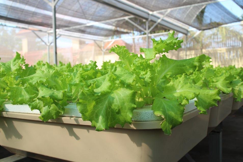 Hydroponic leafy vegetables grown in clean water systems