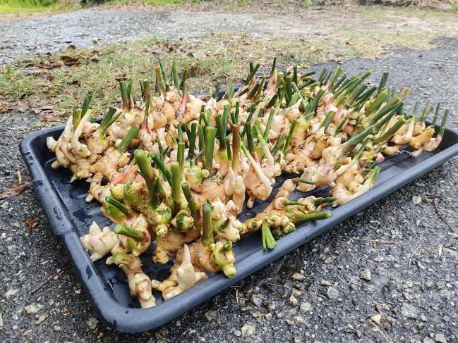 Premium Halia Muda young ginger harvested in trays