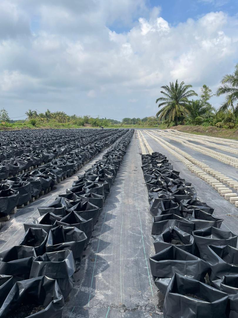 Raised polybag drainage system for ginger cultivation
